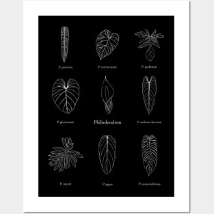 Philodendron Posters and Art